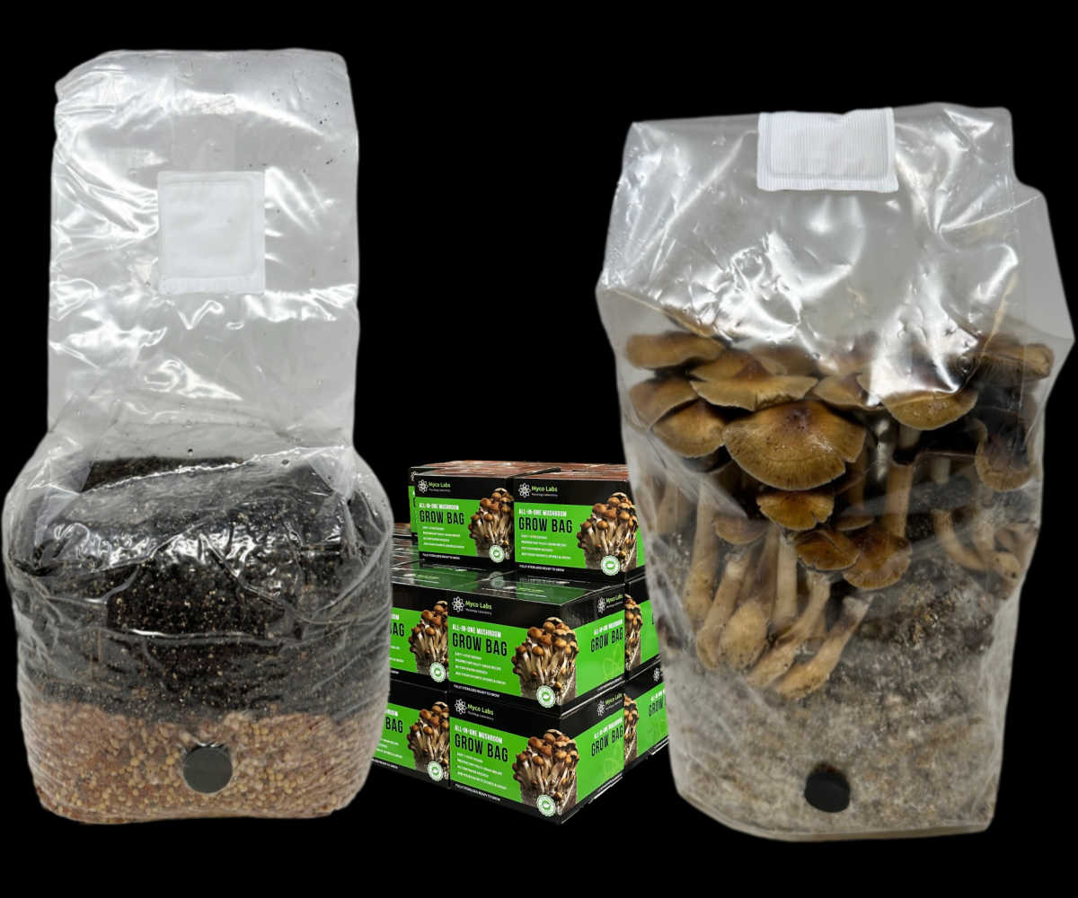 The All-in-one cultivator Traditional Spawn Grow Bag Sterilized - Etsy